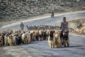 شبانه کوچ نکنید