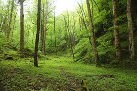 آتش‌سوزی‌هایی که احیای جنگل‌ها را برای سال‌ها به تعویق می‌اندازد