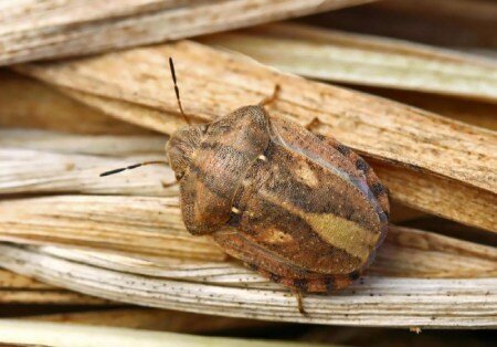 طغیان آفت سن غلات در ایلام و ادامه سمپاشیها