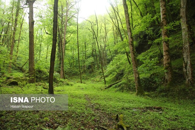 آتش سوزی‌های که احیای جنگل‌ها را برای سال‌ها به تعویق می‌اندازد