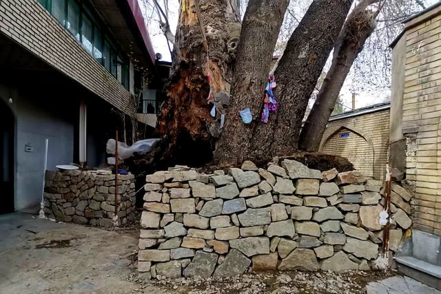 آخرین وضعیت چنارهای کهنسال مسجد جامع برغان آخرین وضعیت چنارهای کهنسال مسجد جامع برغان