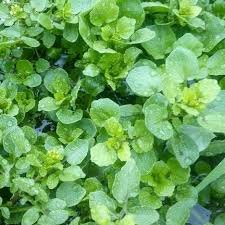 سالمترین سبزی دنیا را بشناسیم