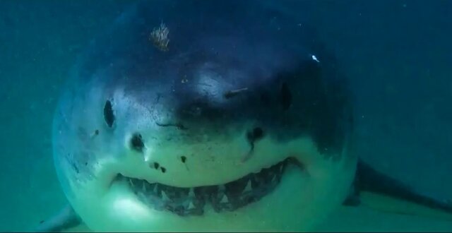 پخش مستند نتفلیکس از دنیای اقیانوسها