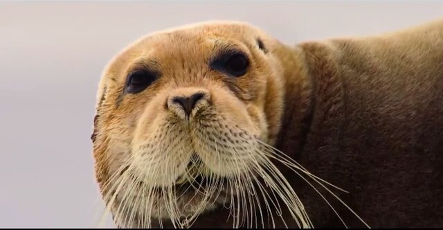 پخش مستند نتفلیکس از دنیای اقیانوسها