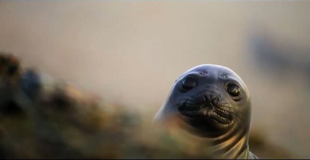 پخش مستند نتفلیکس از دنیای اقیانوسها