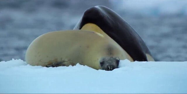 پخش مستند نتفلیکس از دنیای اقیانوسها