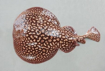 سپرماهی برقی ایران صید غیرقانونی تهدیدی جدی برای کوسهماهی و سپرماهی