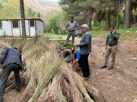 کاشت ۳۷ هزار اصله نهال صنوبر در شهرستان چرداول