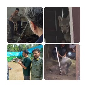 نگهداری گرگ در یک مغازه در کرج!