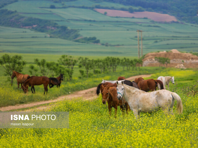 اردیبهشت، زمان طلایی سفر به خالد نبی؛ بهشت مخملی گلستان
