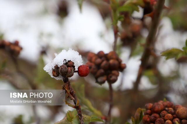 پیش‌بینی بارش برف و باران در قزوین
