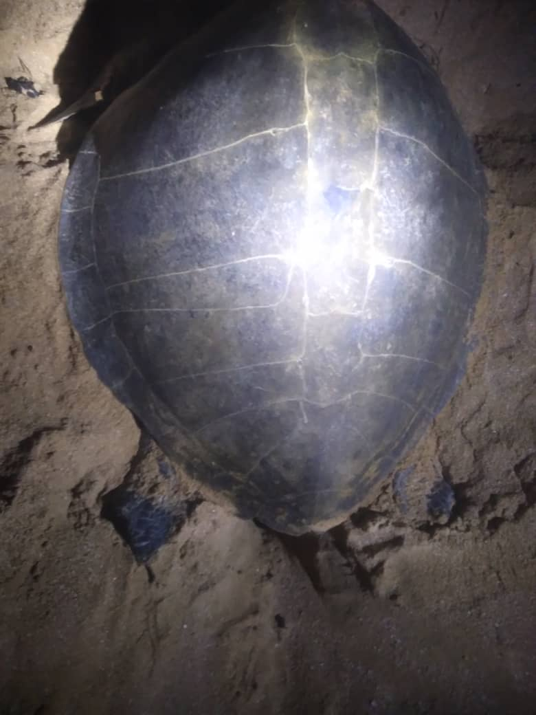 دومین تخمگذاری لاکپشت زیتونی در سواحل نایبند