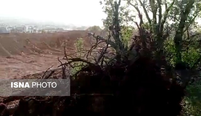 ورود دادستان به قطع درختان بلوط«چم گنجشکی» یاسوج