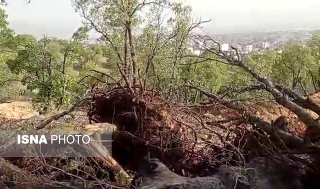 ورود دادستان به قطع درختان بلوط«پارک جنگلی» یاسوج