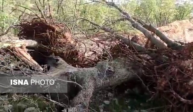 ورود دادستان به قطع درختان بلوط«چم گنجشکی» یاسوج