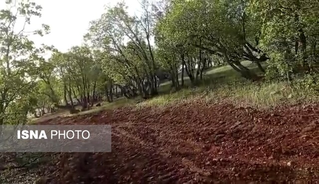 ورود دادستان به قطع درختان بلوط«چم گنجشکی» یاسوج