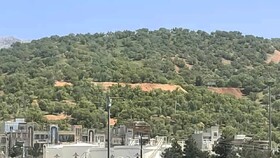 ورود دادستان به قطع درختان بلوط«پارک جنگلی» یاسوج
