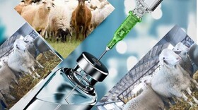 بهبود عملکرد تولیدمثل دام سبک با محصول فناورانه جهاد دانشگاهی سمنان