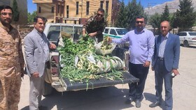 توقیف محموله ۸۰۰کیلویی چوب قاچاق و گیاهان مرتعی غیرمجاز در بویراحمد