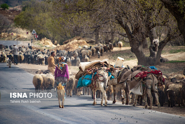 تصویر آرشیوی است کوچ عشایر کهگیلویه و بویراحمد تا ۱۵ اردیبهشت ادامه دارد