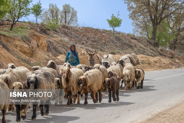زنان عشایر؛ ستون پنهان تولید و پایداری در دل کوچنشینی ایران