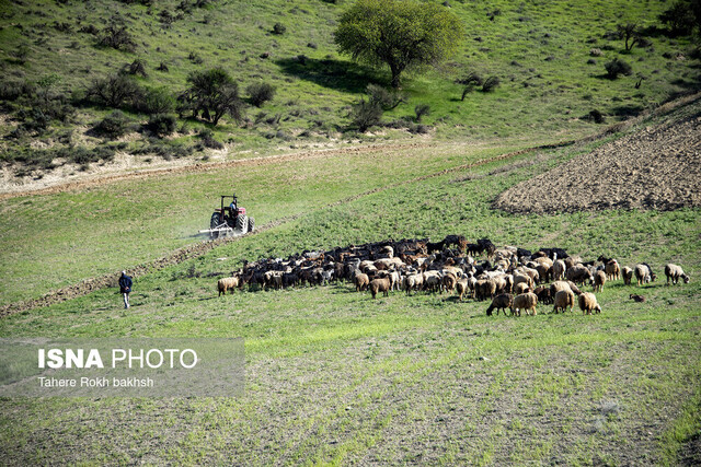 عشایر تا پایان آبان دام‌هایشان را وارد مراتع نکنند