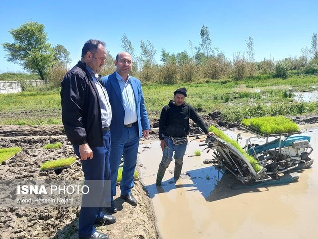 نخستین نشای مکانیزه برنج در آستارا انجام شد