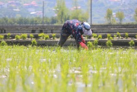 ۴۰۰ هکتار سهمیه خراسان شمالی برای کشت برنج