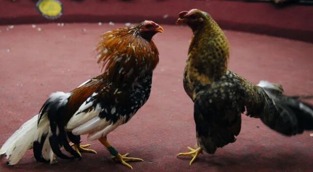 عکس: خبرگزاری فرانسه تیراندازی مرگبار در مراسم «جنگاندازی خروسها» در اکوادور