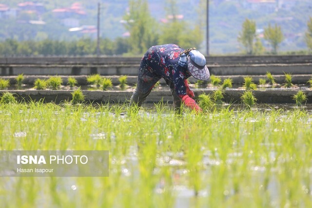 ۴۰۰ هکتار سهمیه خراسان شمالی برای کشت برنج ۴۰۰ هکتار سهمیه خراسان شمالی برای کشت برنج