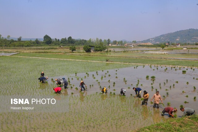 محدودیت کشت برنج در مناطق کمآب بر اساس الگوی جدید کشت محدودیت کشت برنج در مناطق کمآب بر اساس الگوی جدید کشت