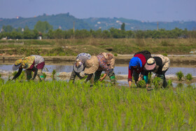 آغاز کشت نشا برنج در روستای قرآن تالار بابل - مازندران