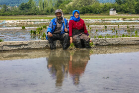آغاز کشت نشا برنج در روستای قرآن تالار بابل - مازندران