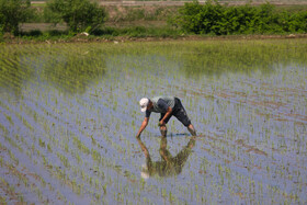 آغاز کشت نشا برنج در روستای قرآن تالار بابل - مازندران