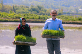 آغاز کشت نشا برنج در روستای قرآن تالار بابل - مازندران