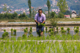 آغاز کشت نشا برنج در روستای قرآن تالار بابل - مازندران