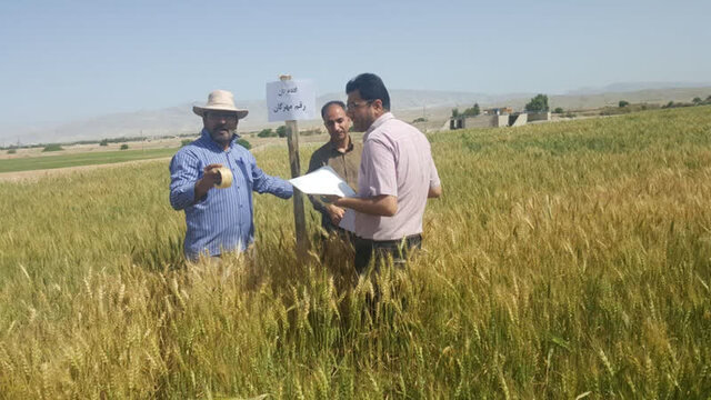 ارزیابی ارقام جدید و افزایش بهرهوری گندم در ایلام