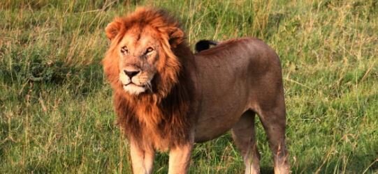 عکس: بی بی سی یک نوجوان در کنیا طعمه شیر شد