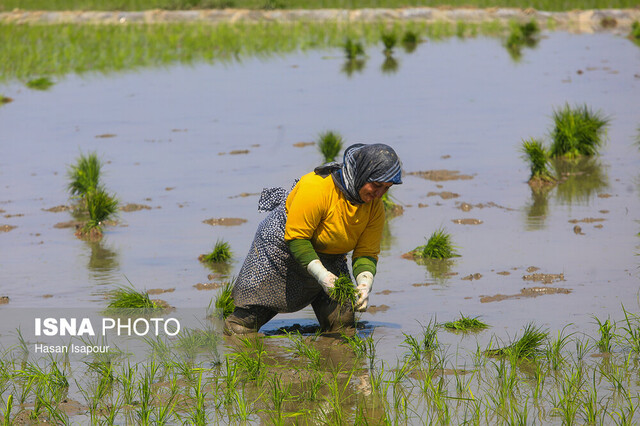 عکس تزئینی است کاهش سطح زیرکشت برنج در استان زنجان