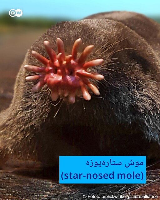 هفت موجودات عجیب و غریب کره زمین + تصاویر