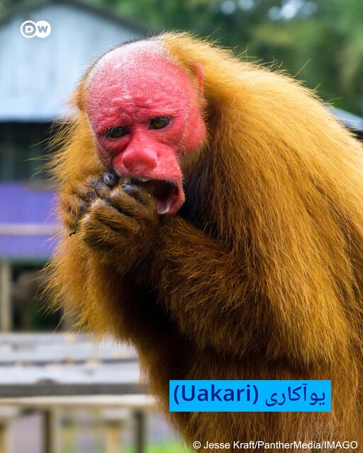 هفت موجودات عجیب و غریب کره زمین + تصاویر