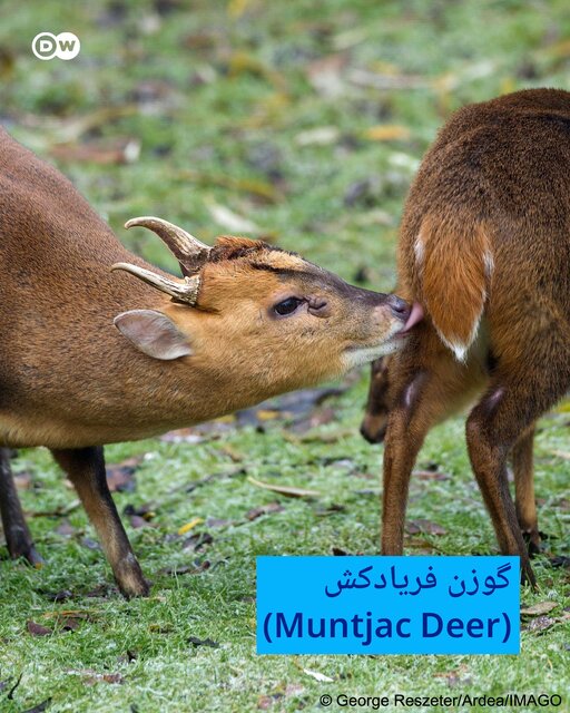 هفت موجودات عجیب و غریب کره زمین + تصاویر