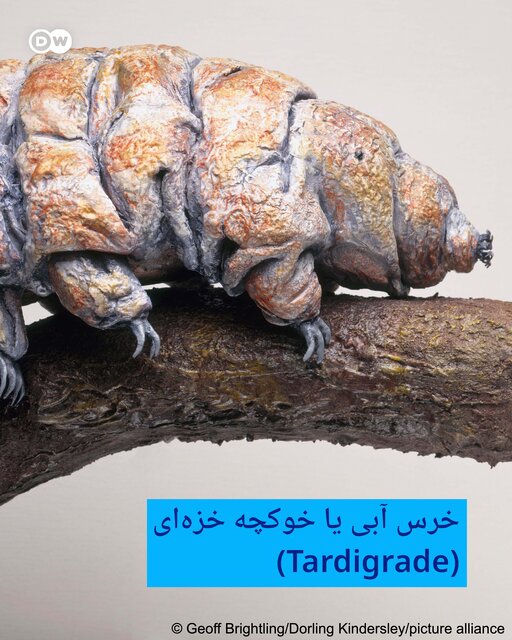 هفت موجودات عجیب و غریب کره زمین + تصاویر