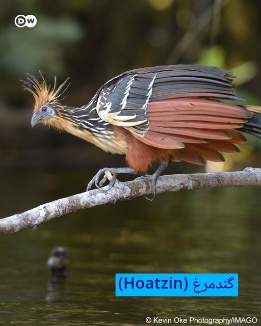 هفت موجودات عجیب و غریب کره زمین + تصاویر