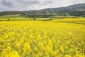 افزایش کشت دانه‌های روغنی در استان تهران با محوریت گیاه کلزا