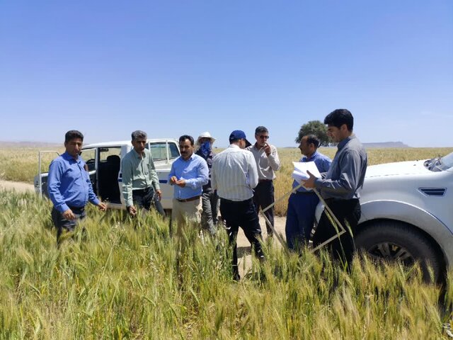 اجرای پروژه جامع تحقیقاتی افزایش بهرهوری و کاهش خلأ گندم در ایلام