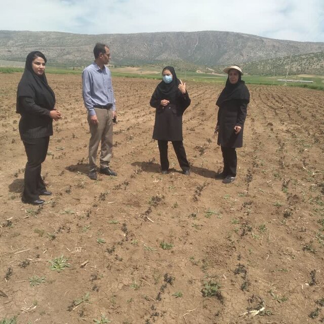 چرداول بستر توسعه کشت گیاهان دارویی در ایلام