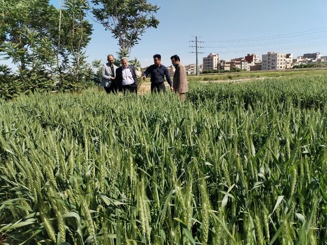 ایستگاه پژوهشی ورامین؛ سایت معرفی ارقام گندم و جو در اقلیم معتدل