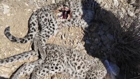 کشف لاشه ۲ توله پلنگ ایرانی در ارتفاعات پارک ملی خَبر/ زنگ خطر برای گونه‌ای در معرض انقراض
