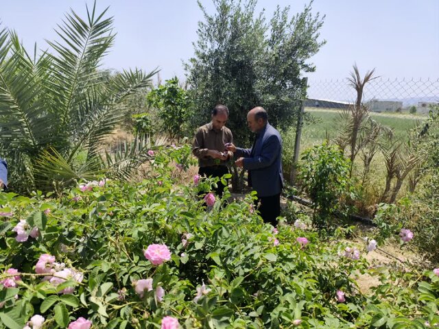 مبارزه با آفت سوسک سرخرطومی خشکیدگی درخت خرما در ایلام مبارزه با آفت سوسک سرخرطومی خشکیدگی درخت خرما در ایلام